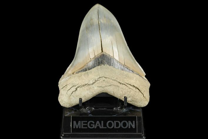 Serrated, Fossil Megalodon Tooth - Aurora, North Carolina #178100